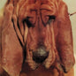 Goodbye Bread - Ty Segall [VINYL]
