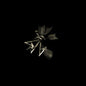 Traces - Remixes:   - Resina [VINYL]