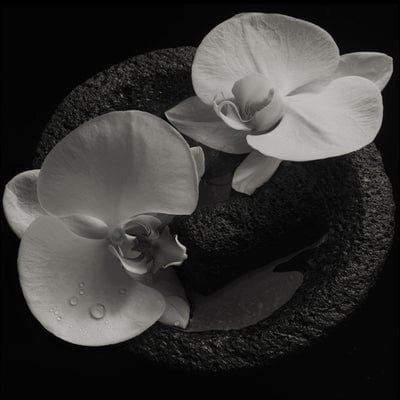 Corpse Flower:   - Mike Patton & Jean-Claude Vannier [VINYL]